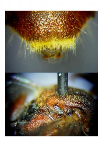 Nomada stigma